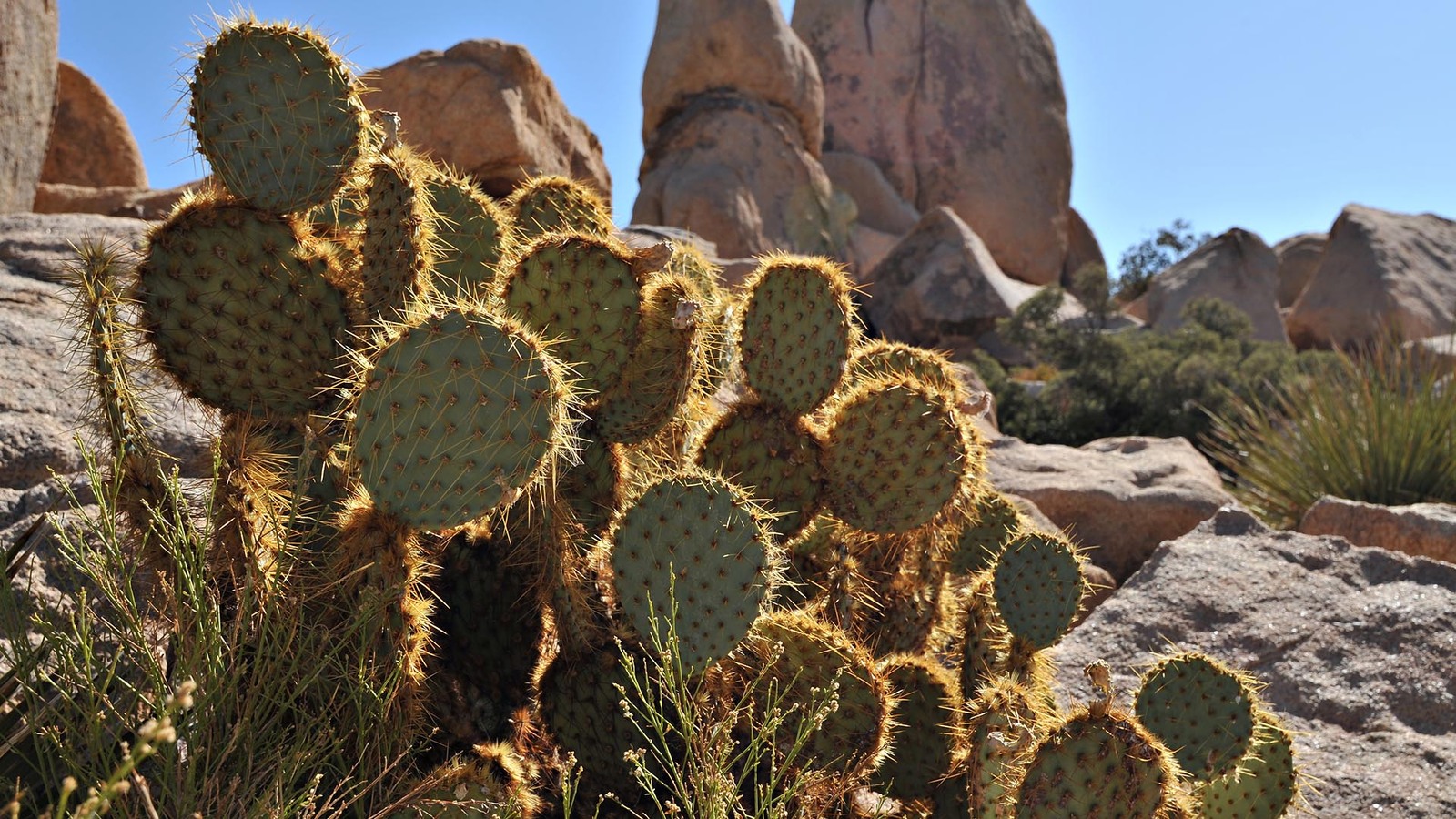 Some interesting facts about cacti - Longpost, Interesting, Cactus