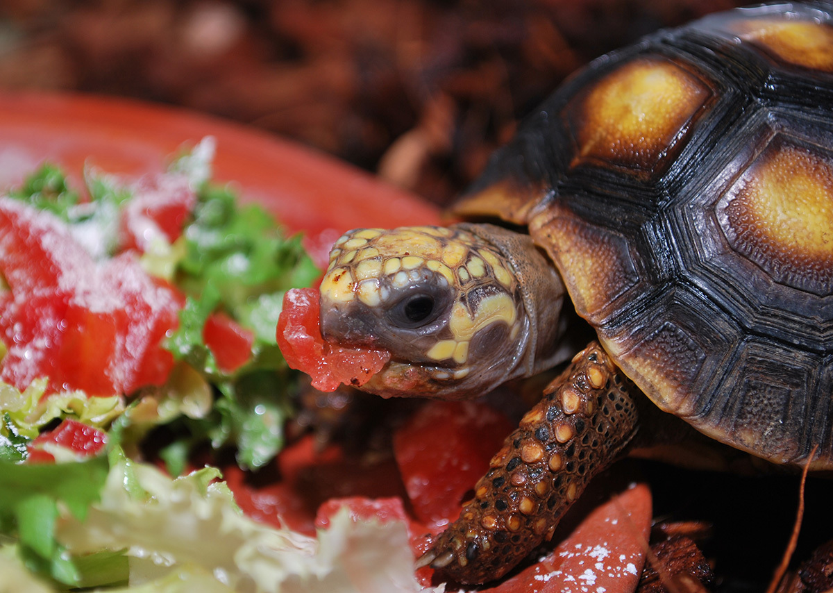 Turtles are the cutest! - My, Turtle, Reptiles, Exotarium, Animals, Longpost