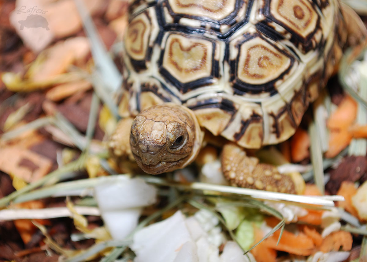 Turtles are the cutest! - My, Turtle, Reptiles, Exotarium, Animals, Longpost