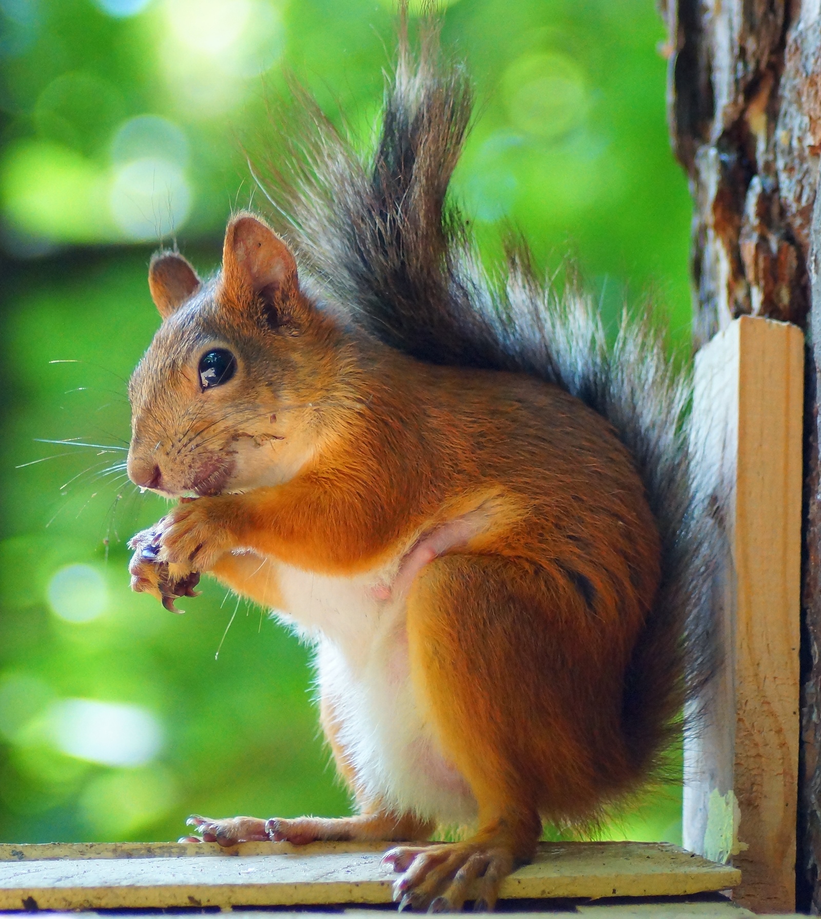 Squirrels in the Guzovsky Grove - My, Squirrel, Summer, The park, Cheboksary, Photo hunting, Sony, Longpost