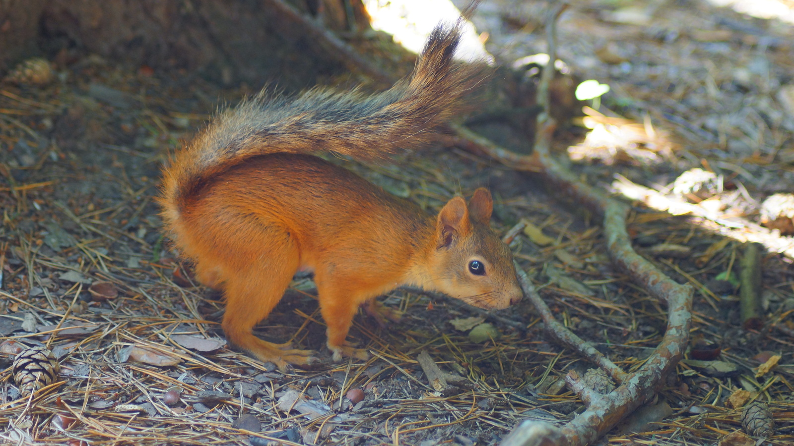 Squirrels in the Guzovsky Grove - My, Squirrel, Summer, The park, Cheboksary, Photo hunting, Sony, Longpost