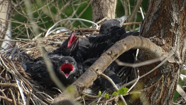 The history of one family - My, Nest, Time is running, Dacha, Longpost