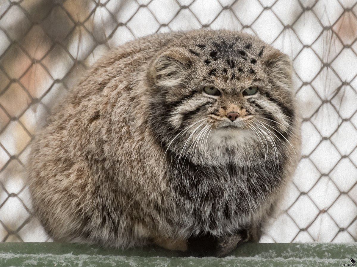 фото манула кота онлайн фото манула кота