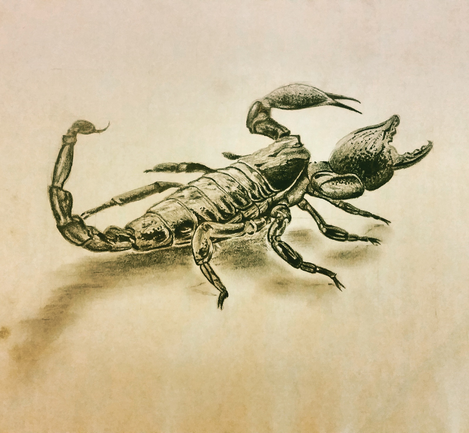 My drawings - sketch of a scorpion - My, Drawing, Scorpion, Sketch, Tattoo sketch