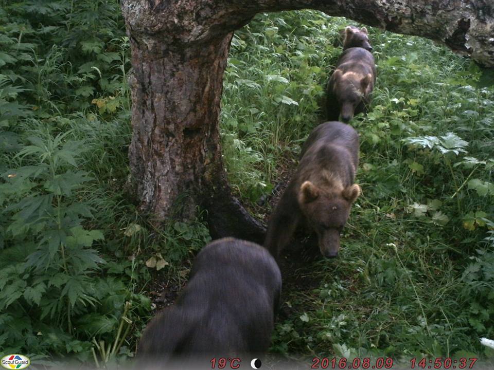 Работа биологов с медведями на Курильском Озере - Медведи, Камчатка, Михаил Коростелёв, Фотоловушка, Длиннопост