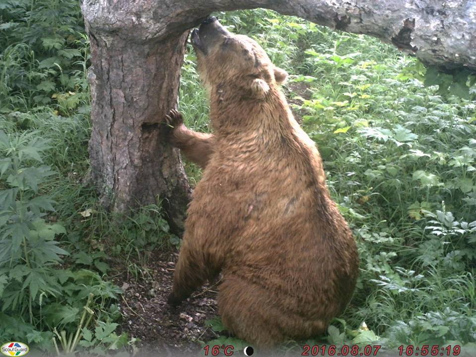 Работа биологов с медведями на Курильском Озере - Медведи, Камчатка, Михаил Коростелёв, Фотоловушка, Длиннопост