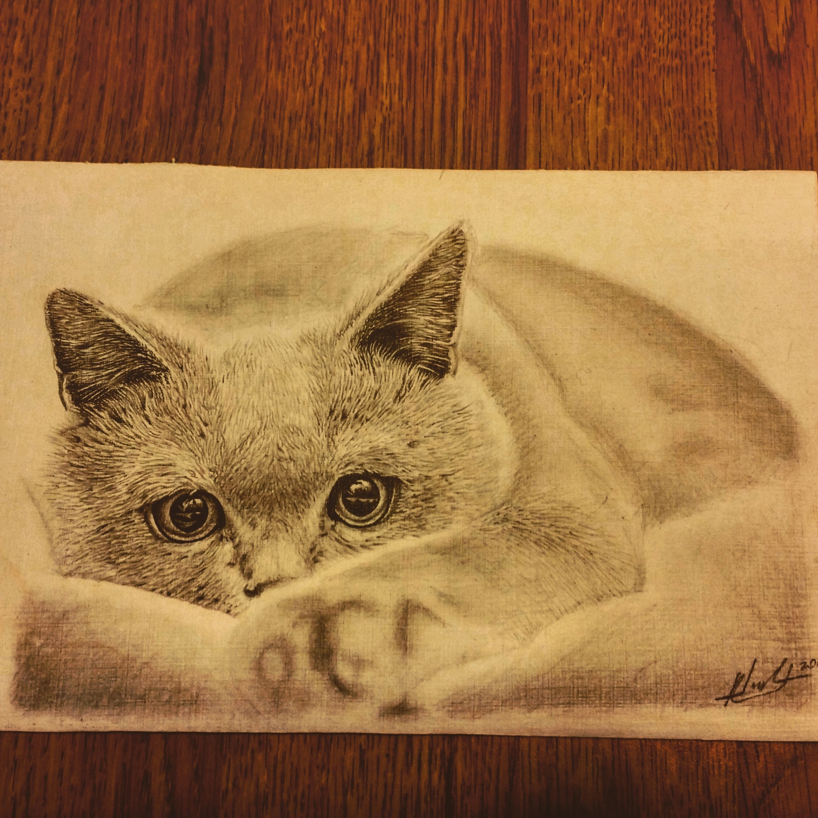 Cat - My, Drawing, cat, Sketch, Tattoo sketch