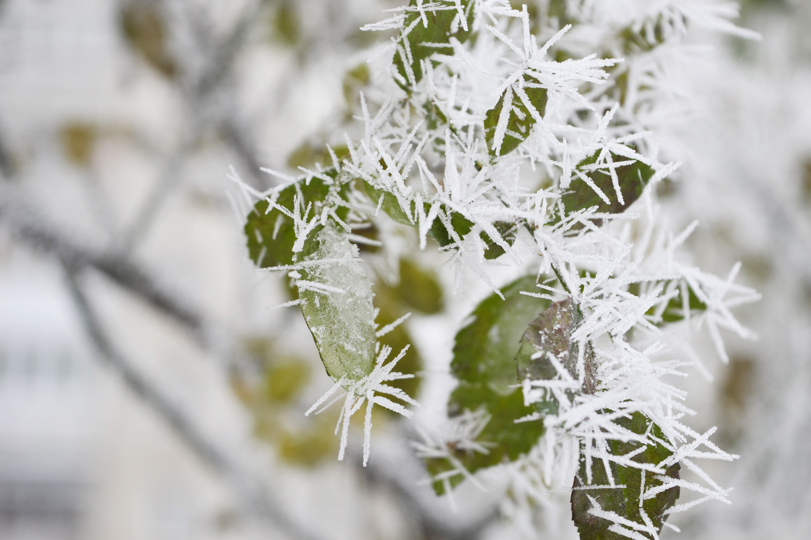 How beautifully nature can draw. Morning today! - My, Nature, Nature draws, Snow, Winter, Longpost