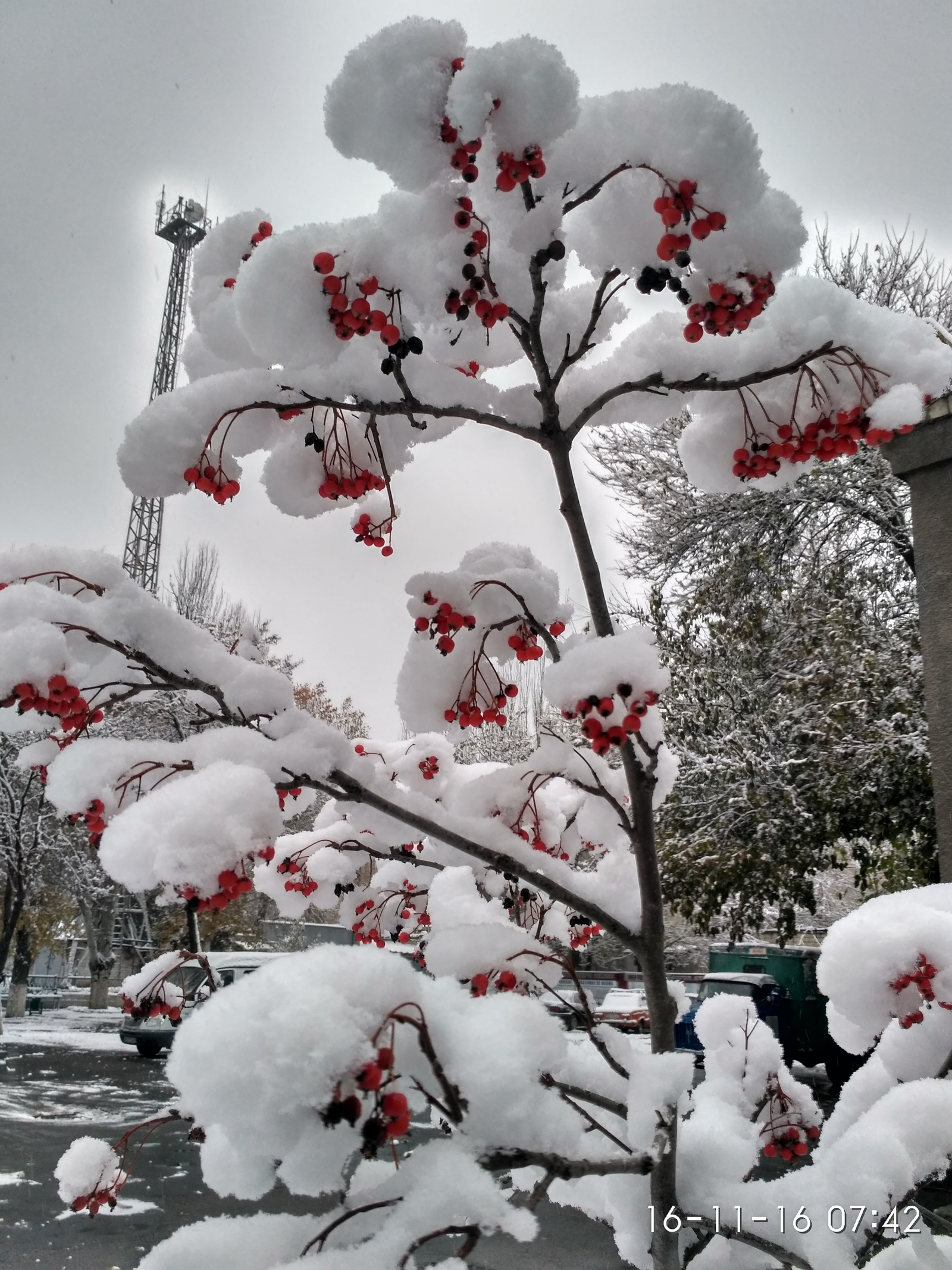 Beauty! - My, Rowan, Snow