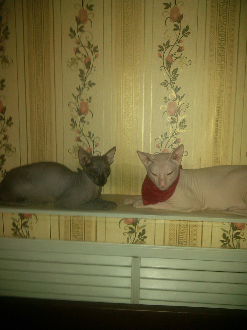 Bald kitties - My, cat, Bald, Erotic, Longpost, Sphinx