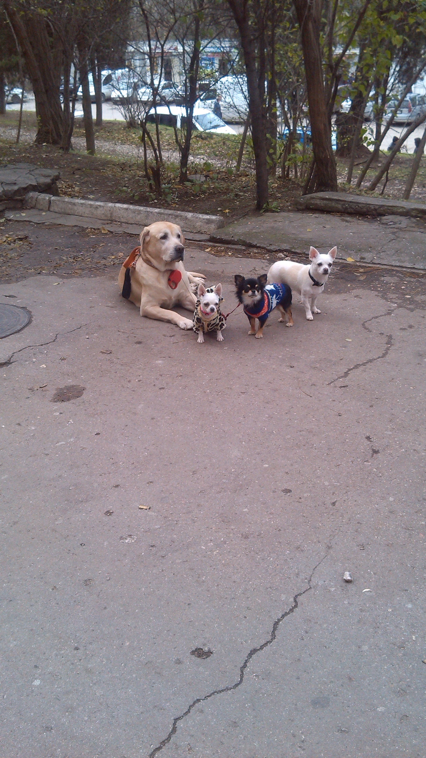 Near the store, here is a picture))) - My, Security, Dog