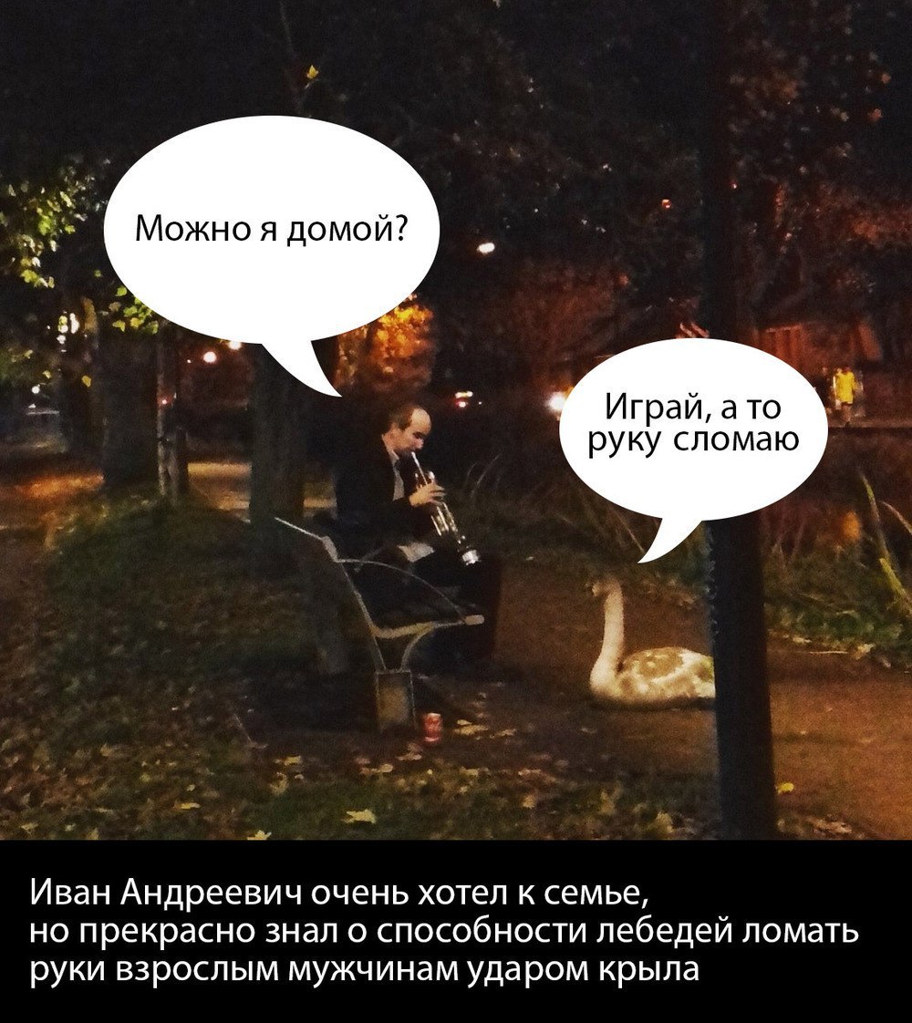 Can I go home? - Peekaboo, Гусь, Or, White Swan, Swans