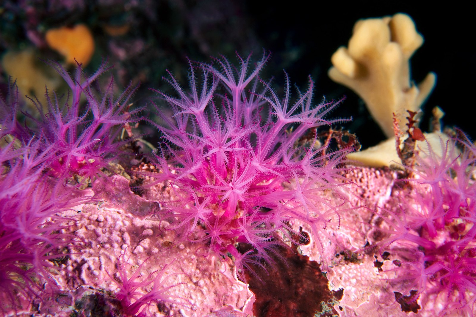 The underwater world of the Kuril Islands - Kurile Islands, Russia, Photo, Underwater world, Diving, , Gotta go, , Longpost