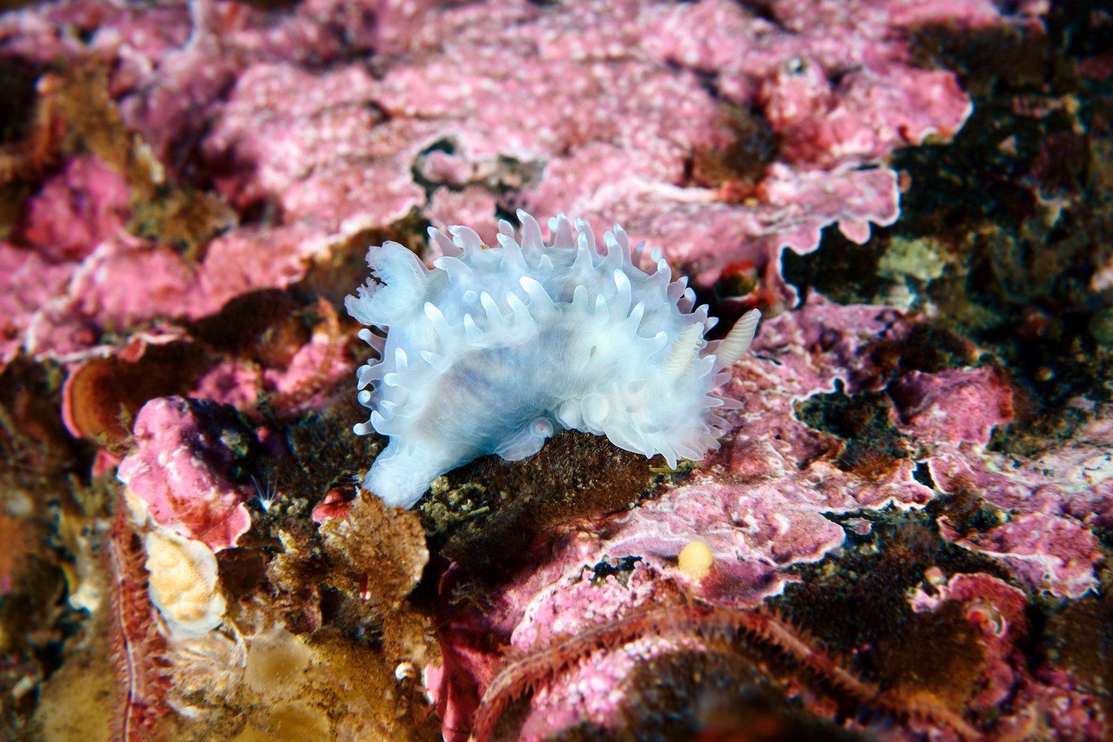 The underwater world of the Kuril Islands - Kurile Islands, Russia, Photo, Underwater world, Diving, , Gotta go, , Longpost