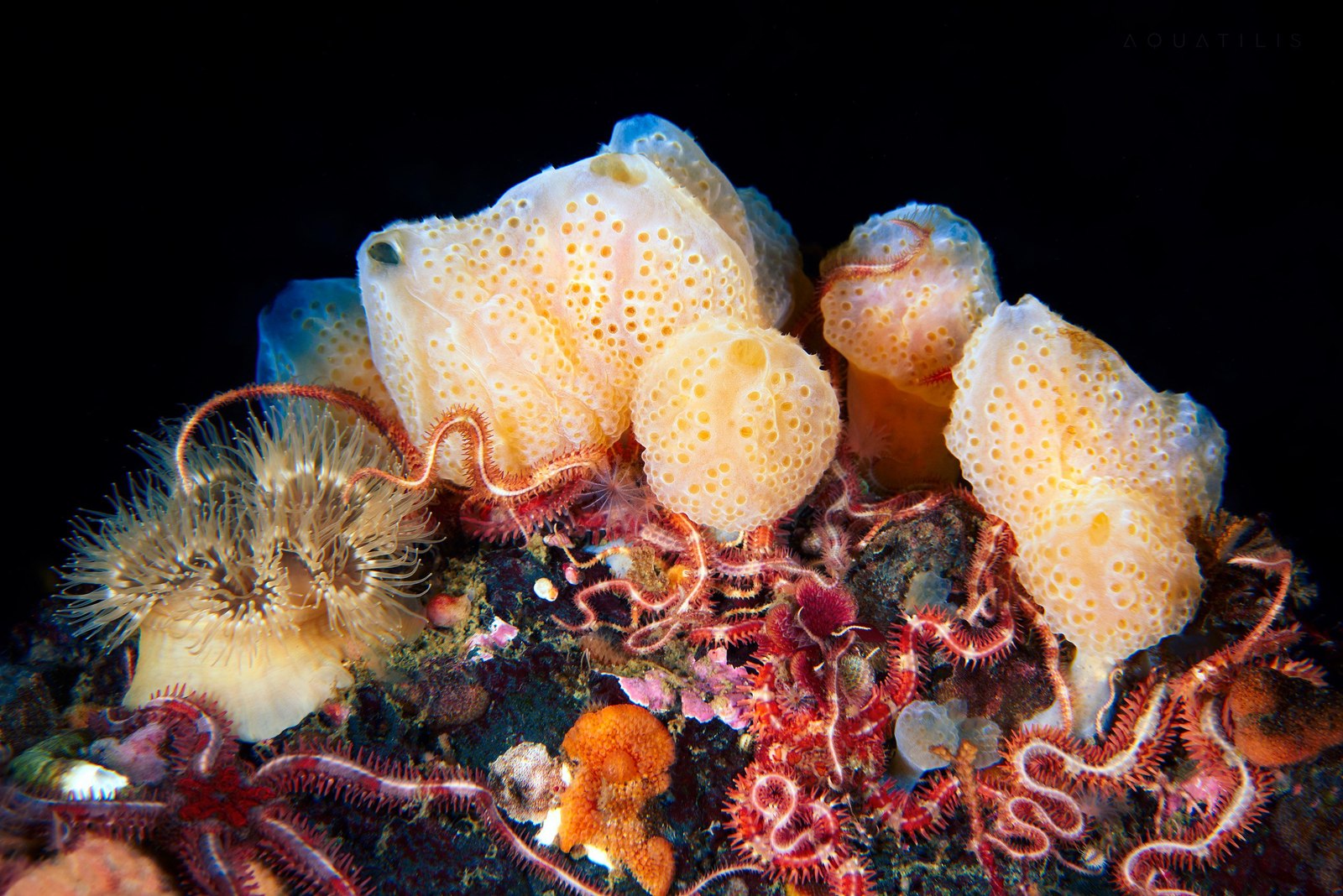 The underwater world of the Kuril Islands - Kurile Islands, Russia, Photo, Underwater world, Diving, , Gotta go, , Longpost