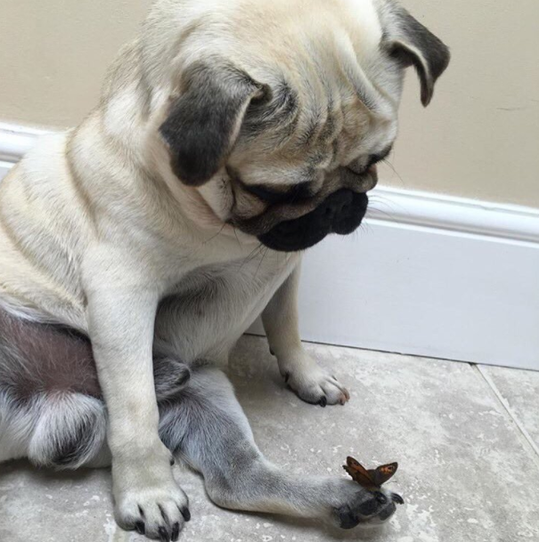 And what should I do with you?! - Animals, Photo, Pug, Dog, Butterfly