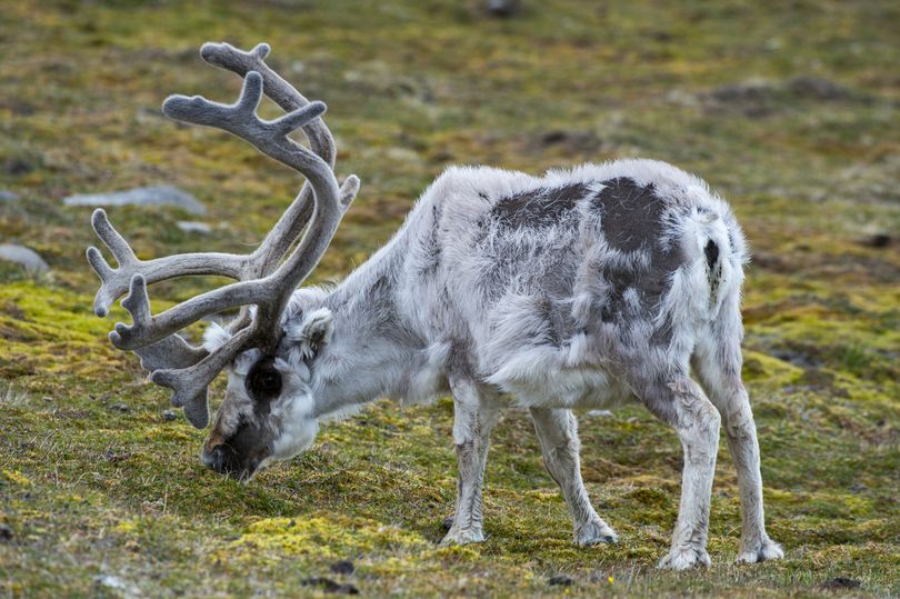 Reindeer may become extinct due to global warming - news, Longpost, Animals, Photo, Deer, Global warming, Deer