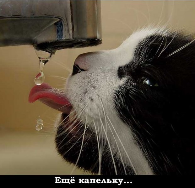 When you're thirsty.. - cat, Water, Thirst, Alcoholism, 