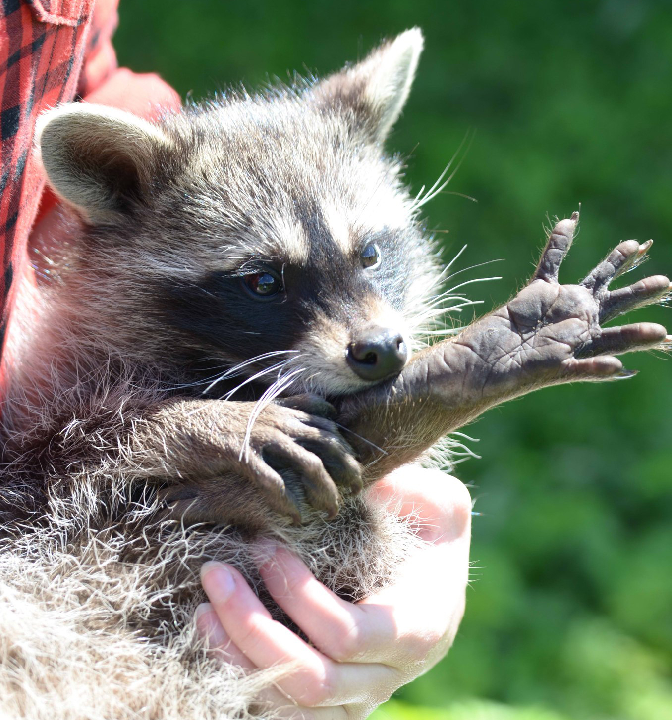 Spreading the paws :3 - My, Raccoon, Milota, Photo, Longpost