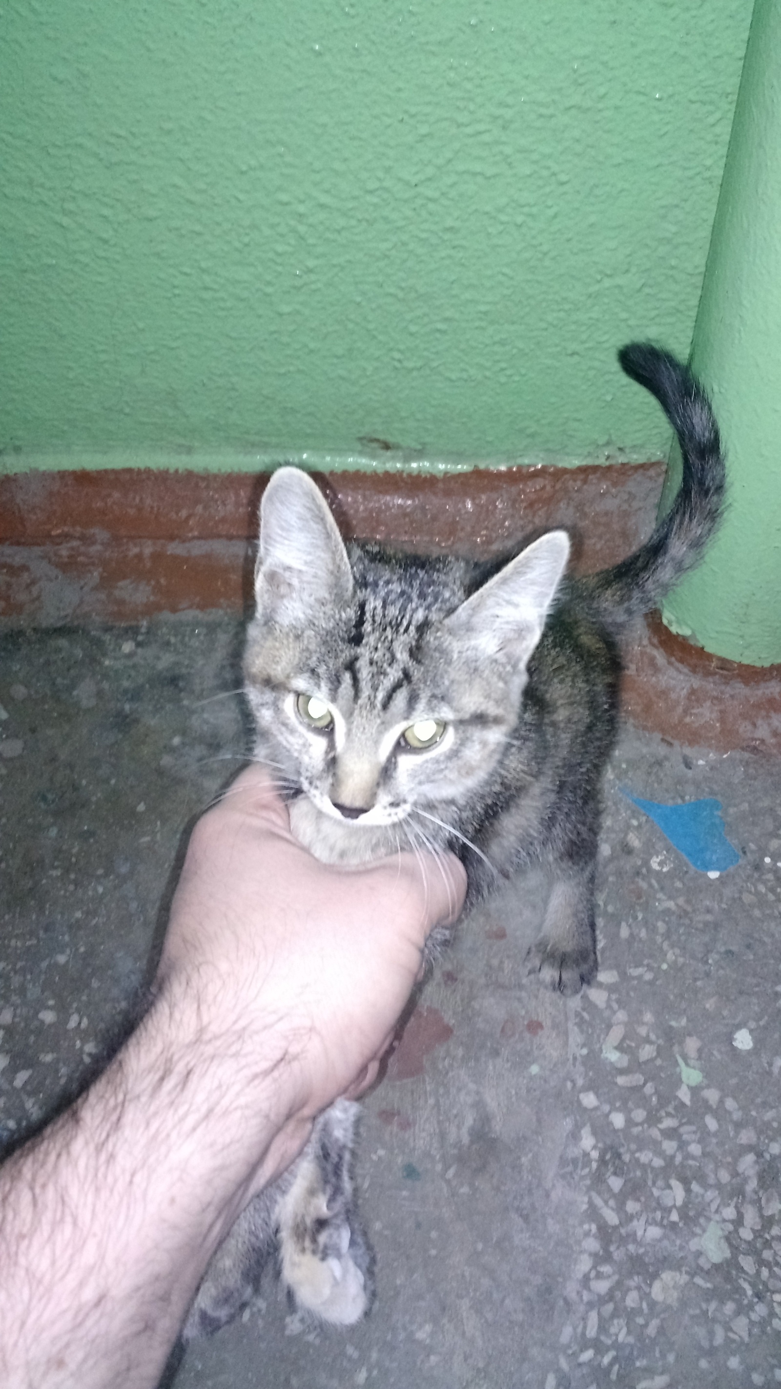 Krasnoyarsk, help build a kitty! - My, Help, cat, House, Krasnoyarsk, Longpost, Help