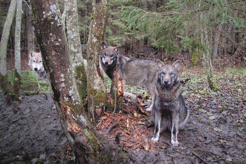 Georgian zoologist studied wolves for two years, living in their pack - Wolf, , Interview, Longpost