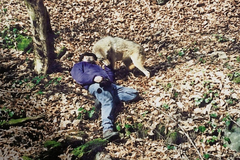 Georgian zoologist studied wolves for two years, living in their pack - Wolf, , Interview, Longpost