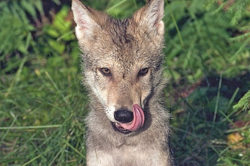 Georgian zoologist studied wolves for two years, living in their pack - Wolf, , Interview, Longpost