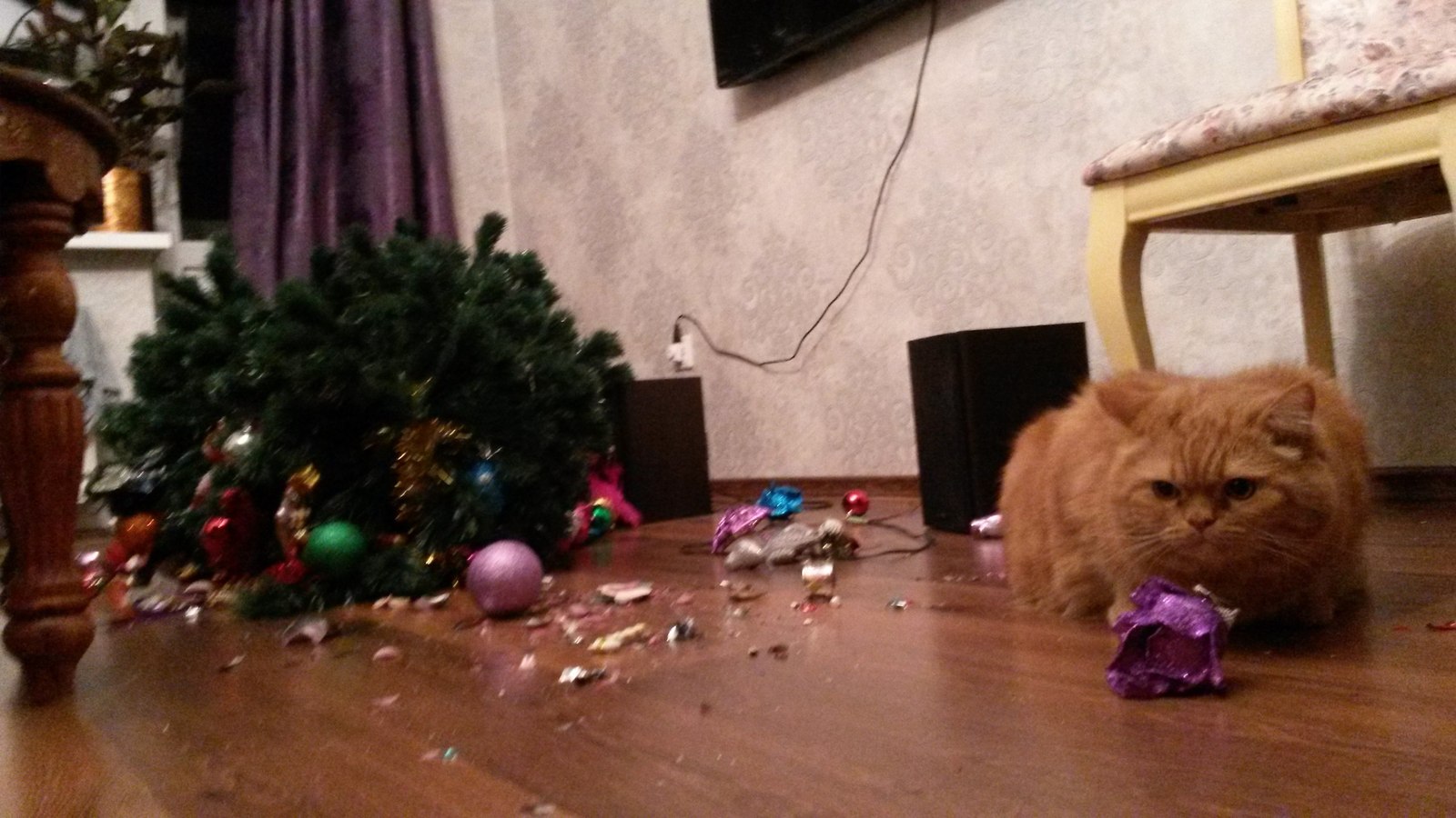 Freaked out - Freaked out, cat, New Year, Christmas decorations, Photo