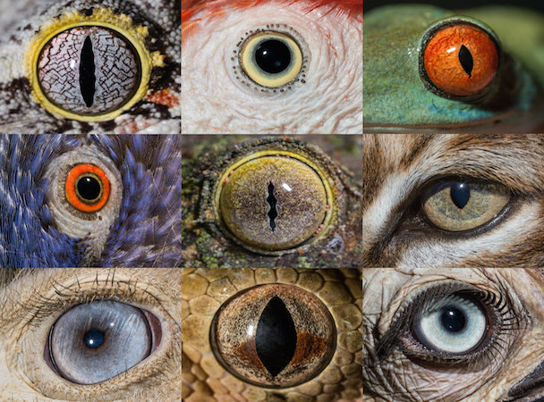 They are watching you - Eyes, Animals