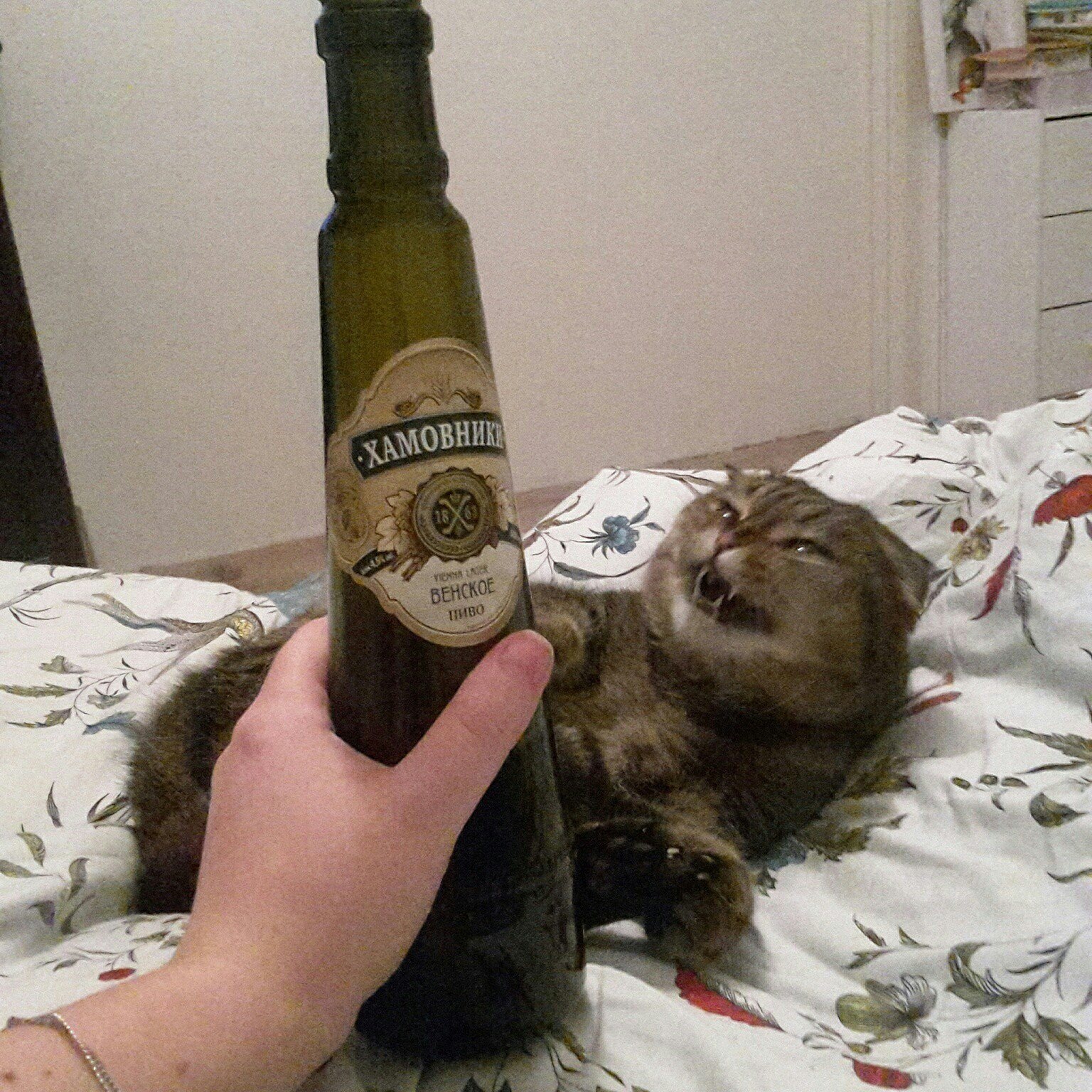 The cat is happy with beer and the wine is sour. - My, cat, Friday, Beer, Alcohol