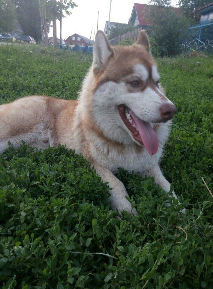 . maybe someone saw something or knows something, please tell me please by phone number 89530113148 Alexander or 89530113154 katya - My, Longpost, Cheboksary, Help, Search, Dog