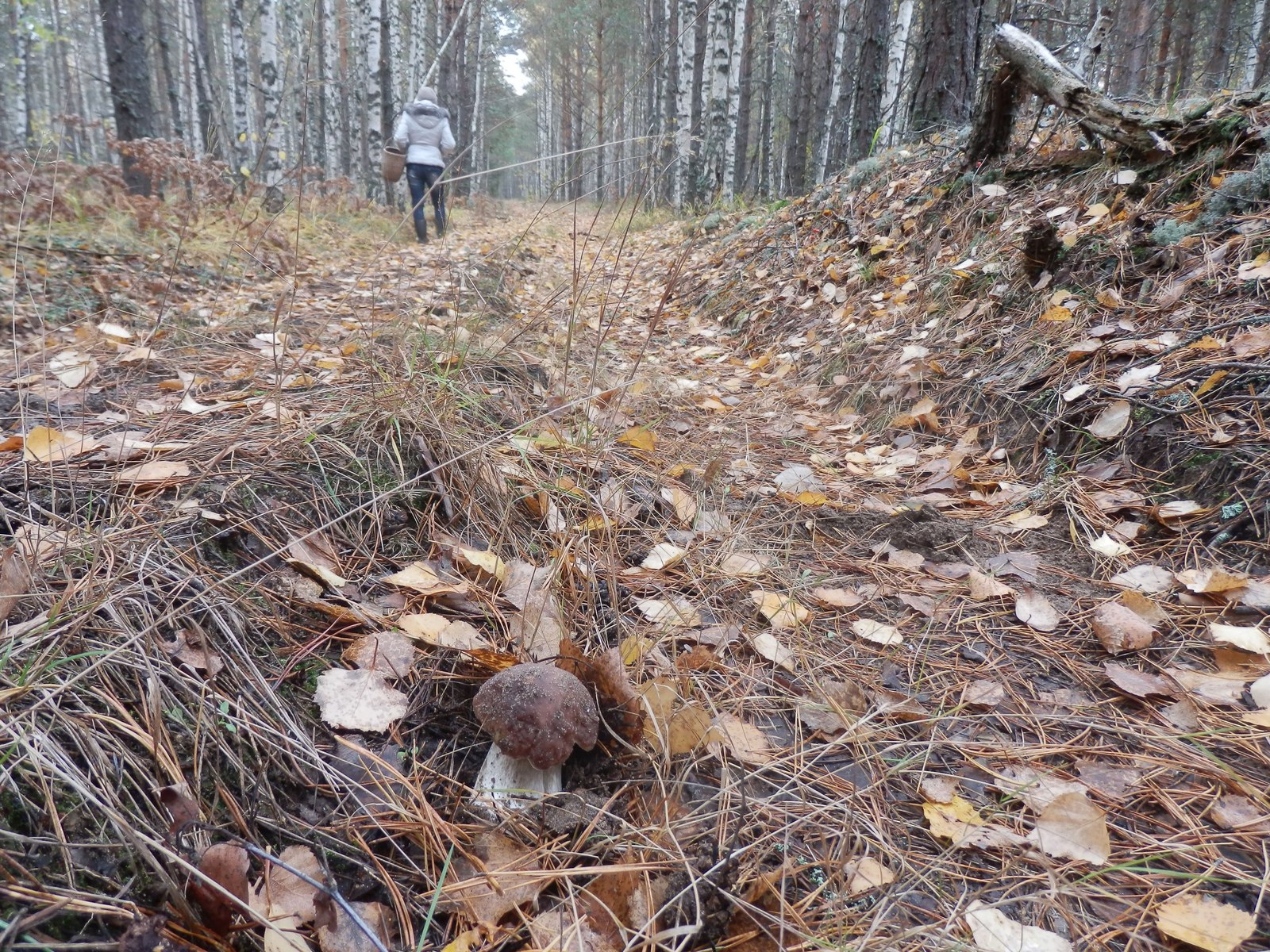 Mushrooms - My, Mushrooms, Chuvashia, Zavolzhye, Longpost