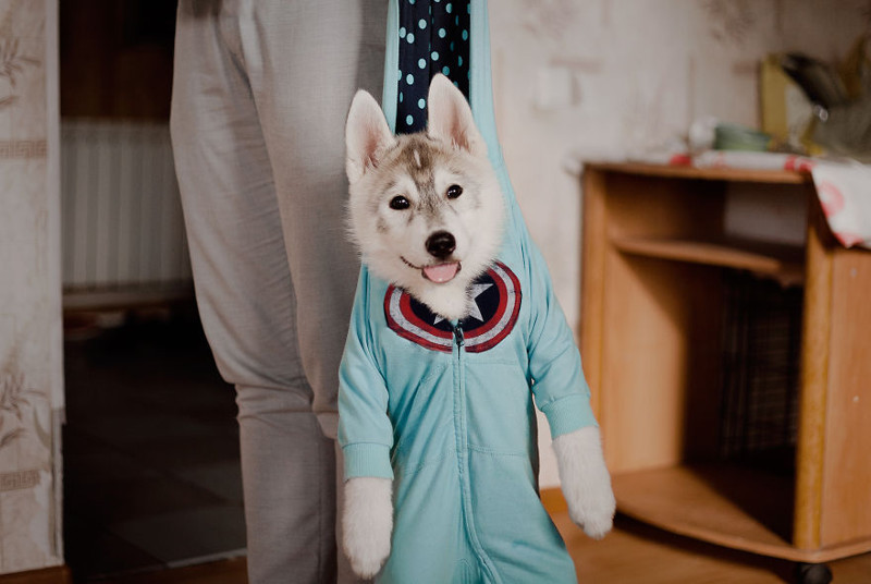 Captain America's time to go - Husky, Dog