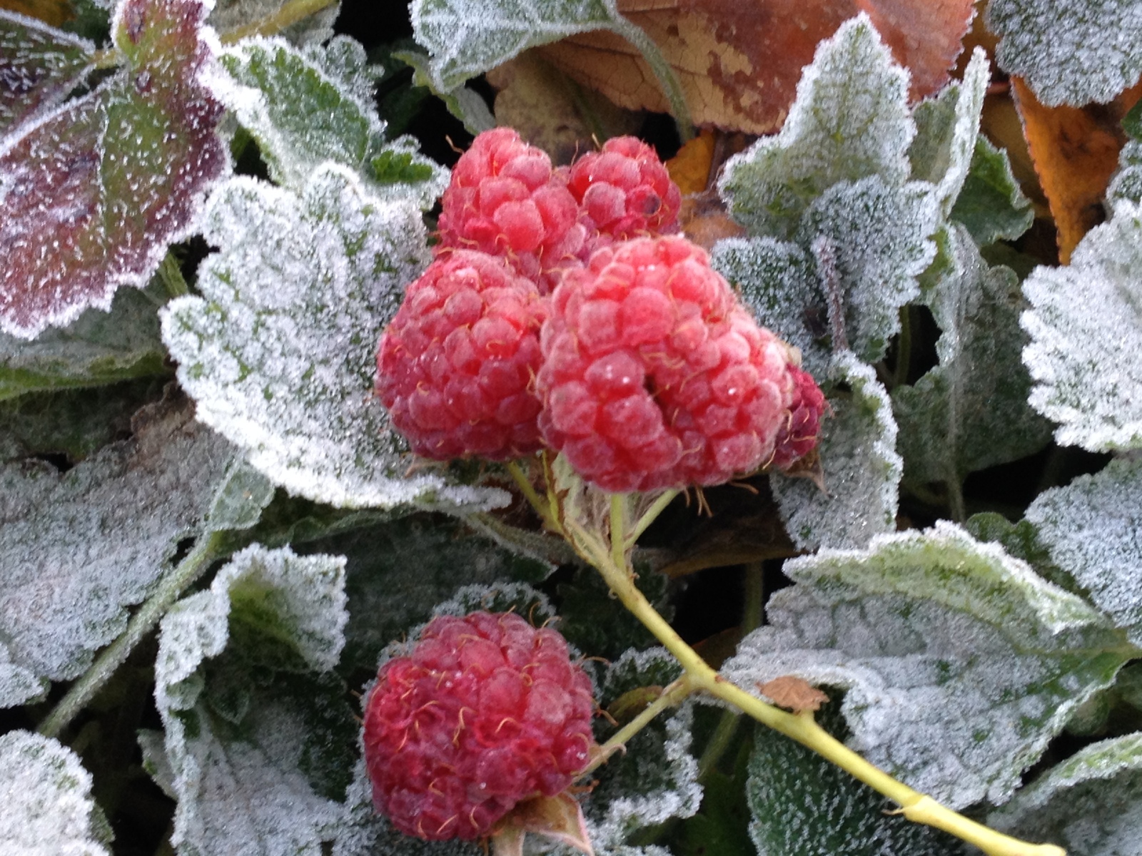 My raspberry! - My, Raspberries, My, Crimea