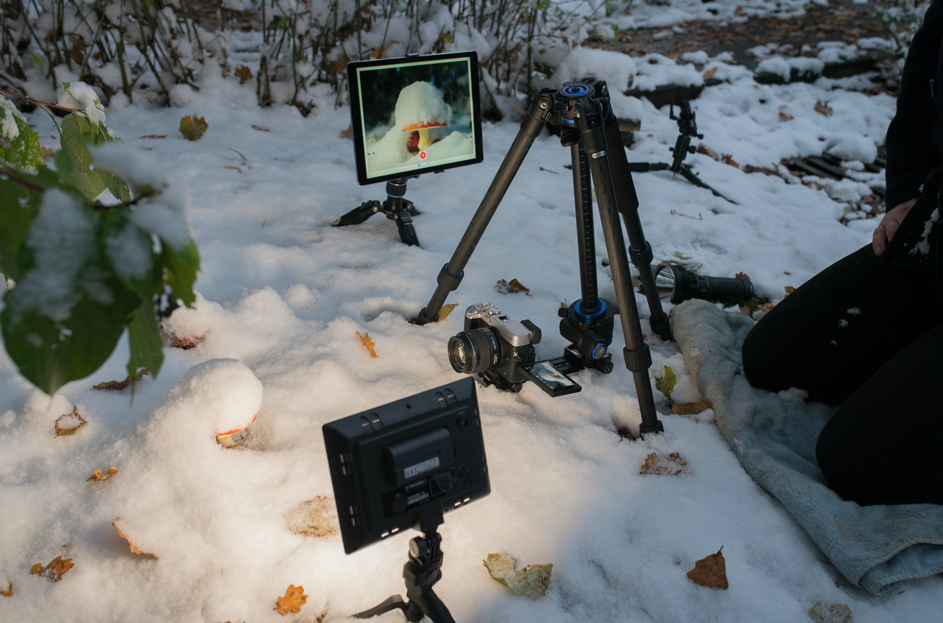 The first snow and fly agaric. - Fly agaric, Snow, Mushrooms, Photographer, The photo