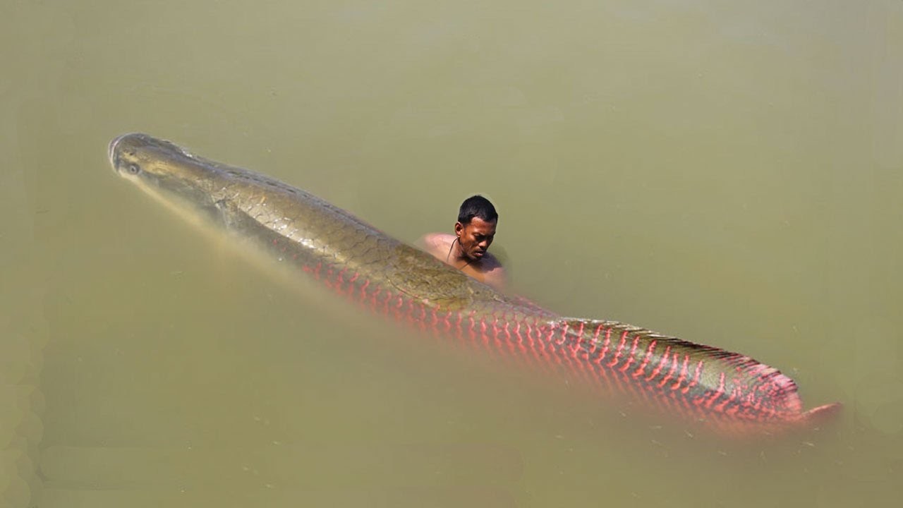 River giant of the Amazon - arapaima (Arapaima gigas) - Amazon, Arapaima, A fish, Catch, Photoshop