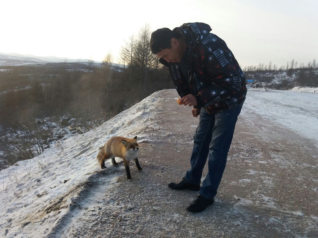 Fox (foxes?) on the Neryungri highway in Yakutia - Fyr, Fox, Yakutia, Track, Animals, Photo, Longpost