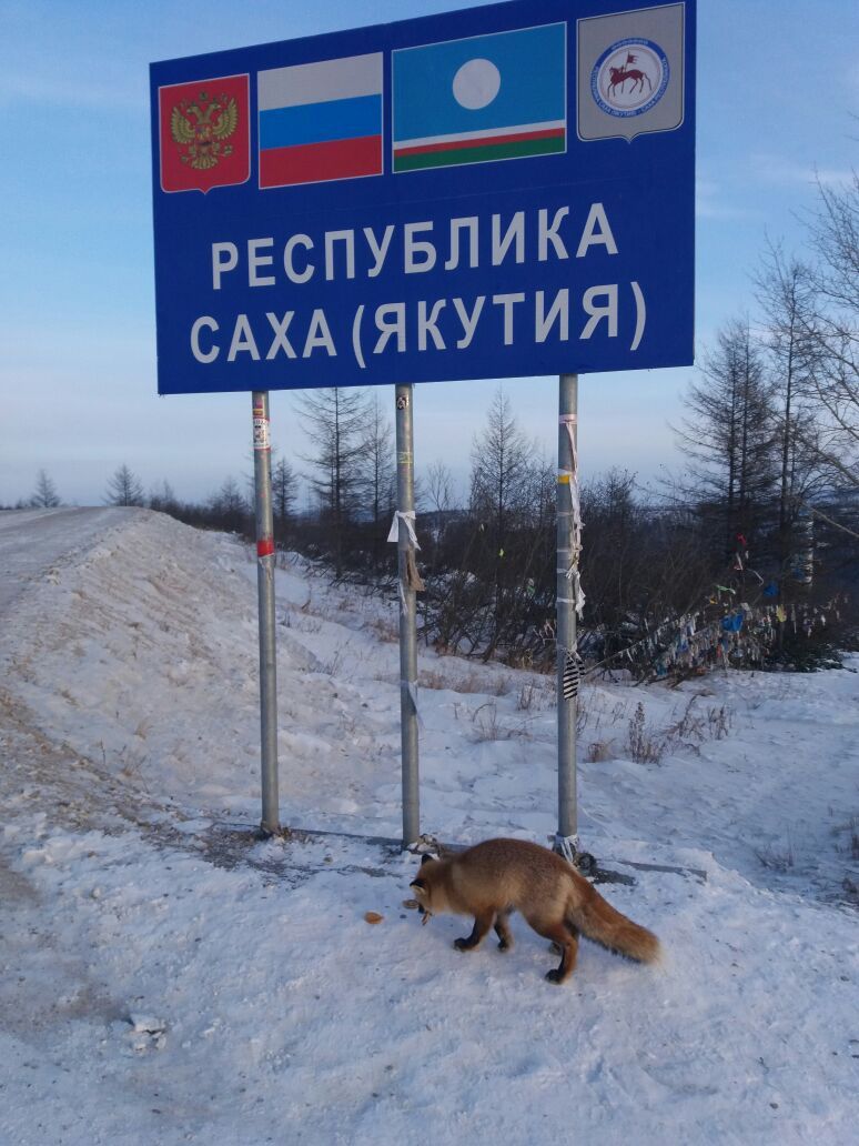 Fox (foxes?) on the Neryungri highway in Yakutia - Fyr, Fox, Yakutia, Track, Animals, Photo, Longpost