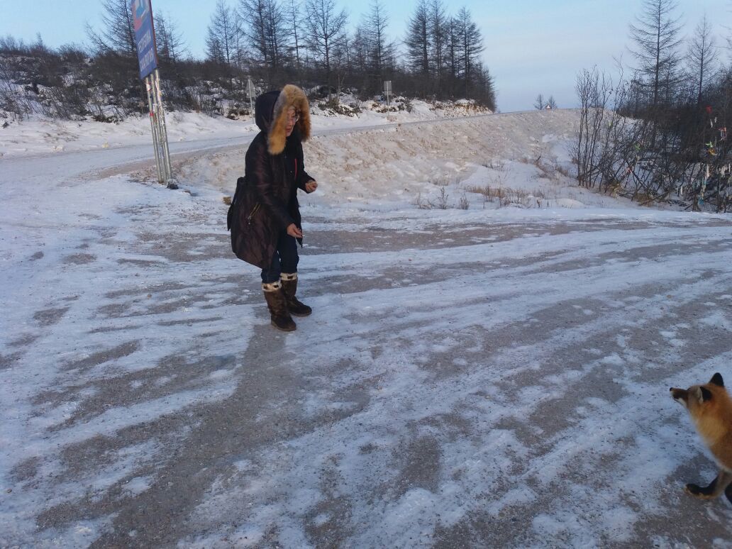 Fox (foxes?) on the Neryungri highway in Yakutia - Fyr, Fox, Yakutia, Track, Animals, Photo, Longpost