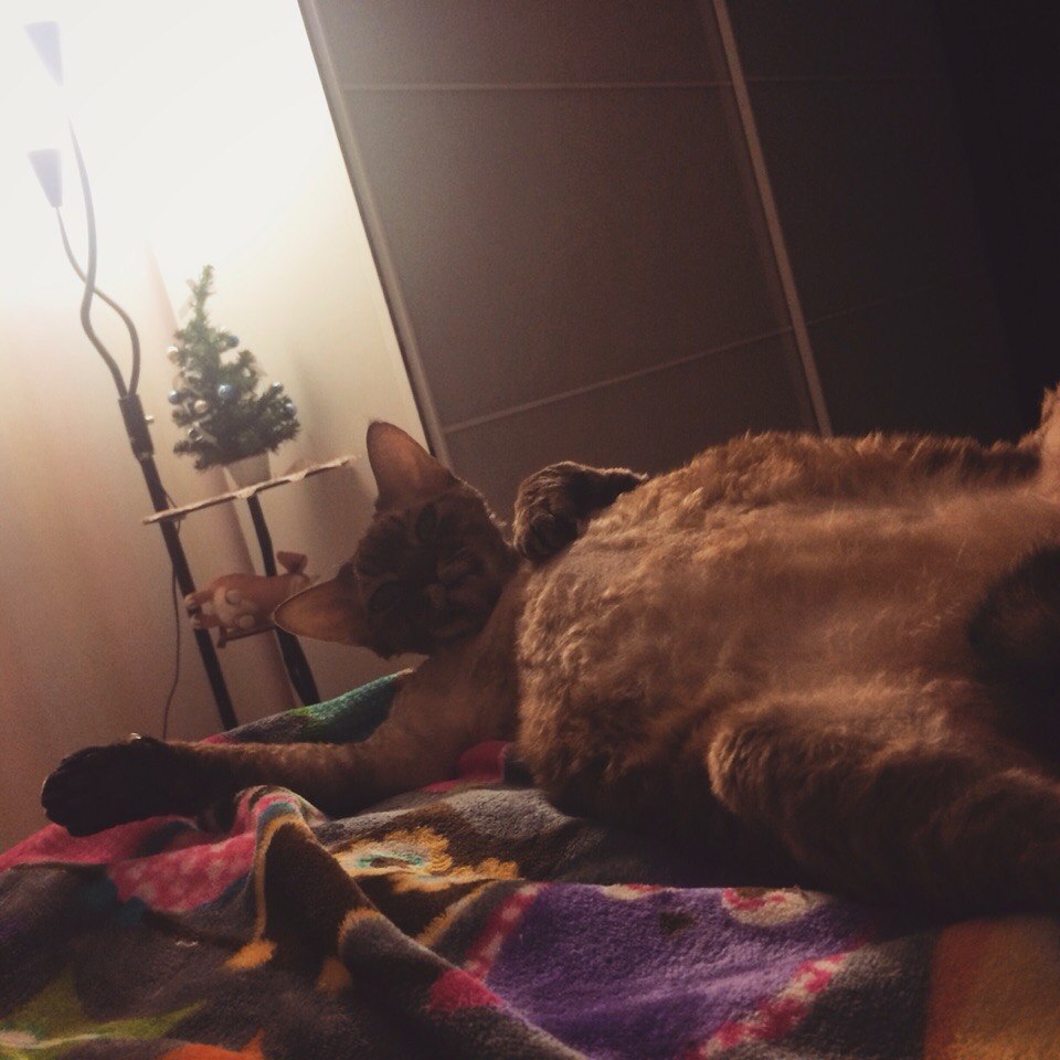 Yayaz - cat, Photo, Evening, Room