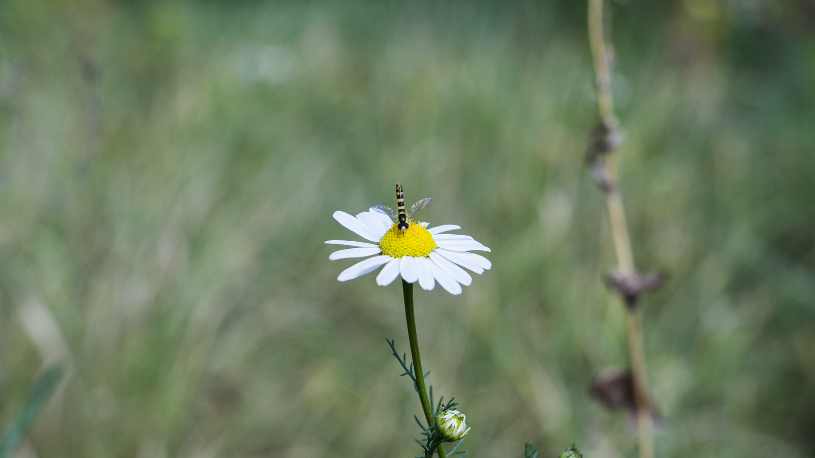 The smell of summer - My, Summer, Wasp, The photo, Chamomile