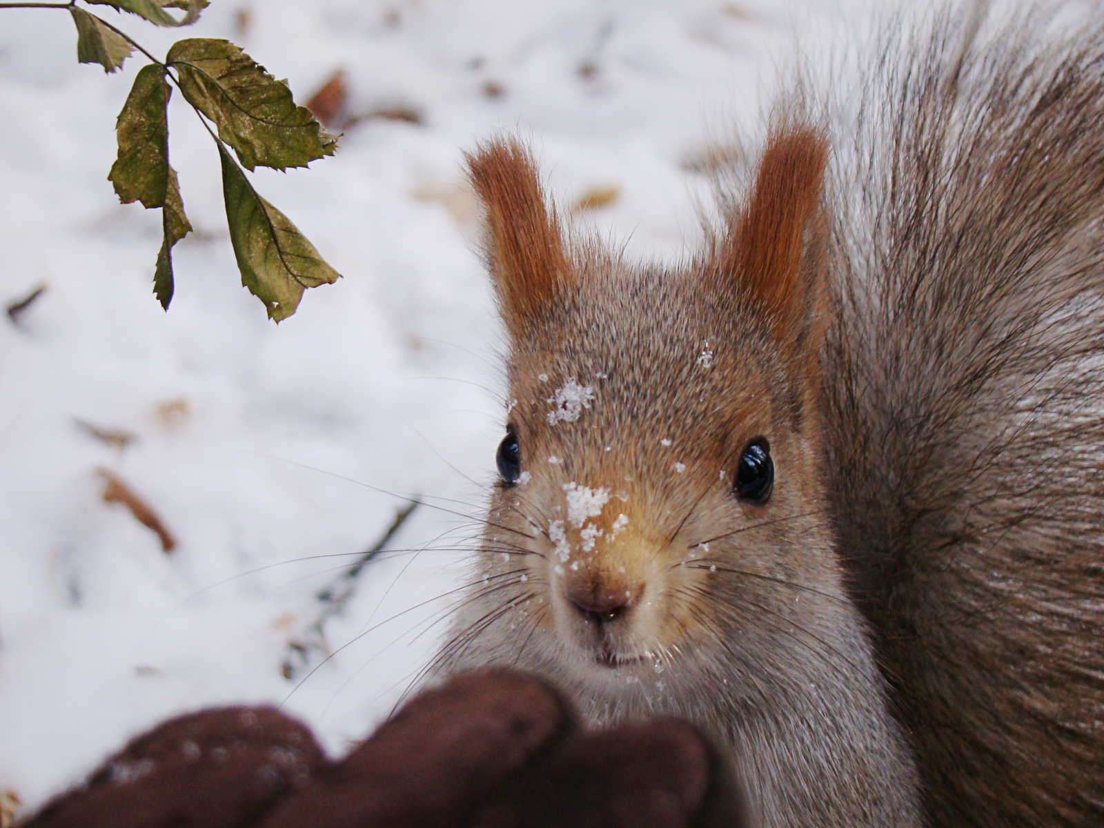 And it's all mine? or 3 types of squirrel surprise - My, Squirrel, Astonishment, Animals, Milota