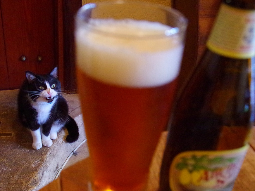 What is your attitude towards alcohol? - cat, 