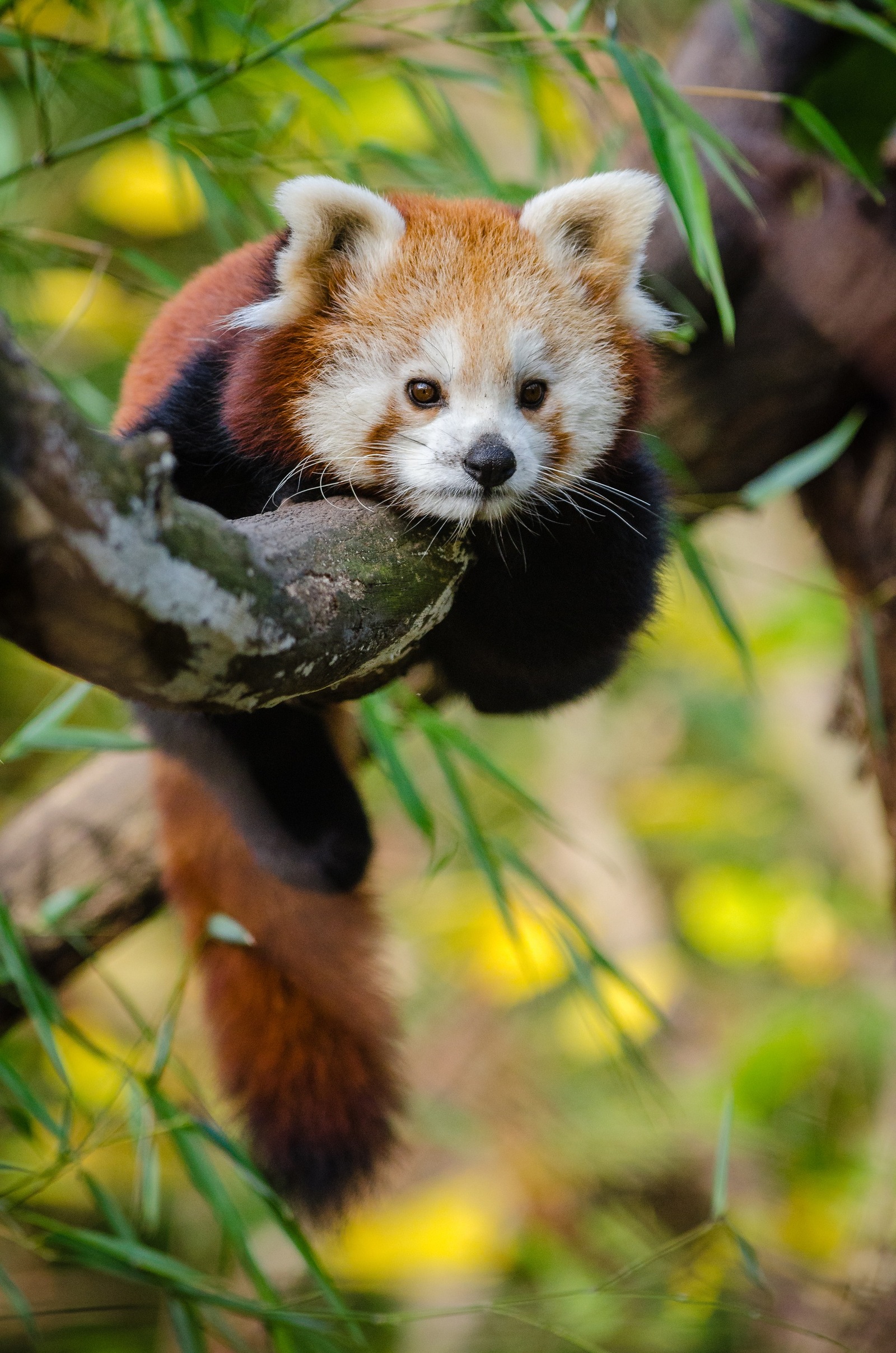 red panda - , Red panda, Longpost