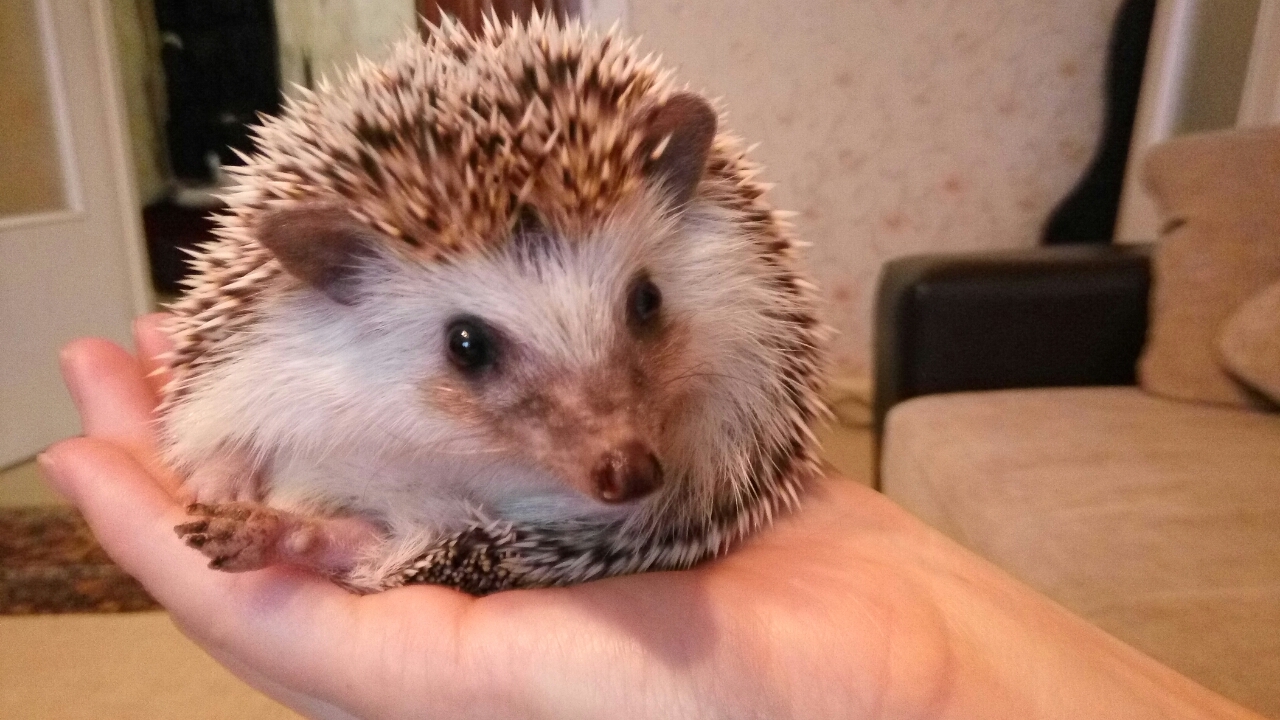 african hedgehog - My, African pygmy hedgehog, Hedgehog, Milota