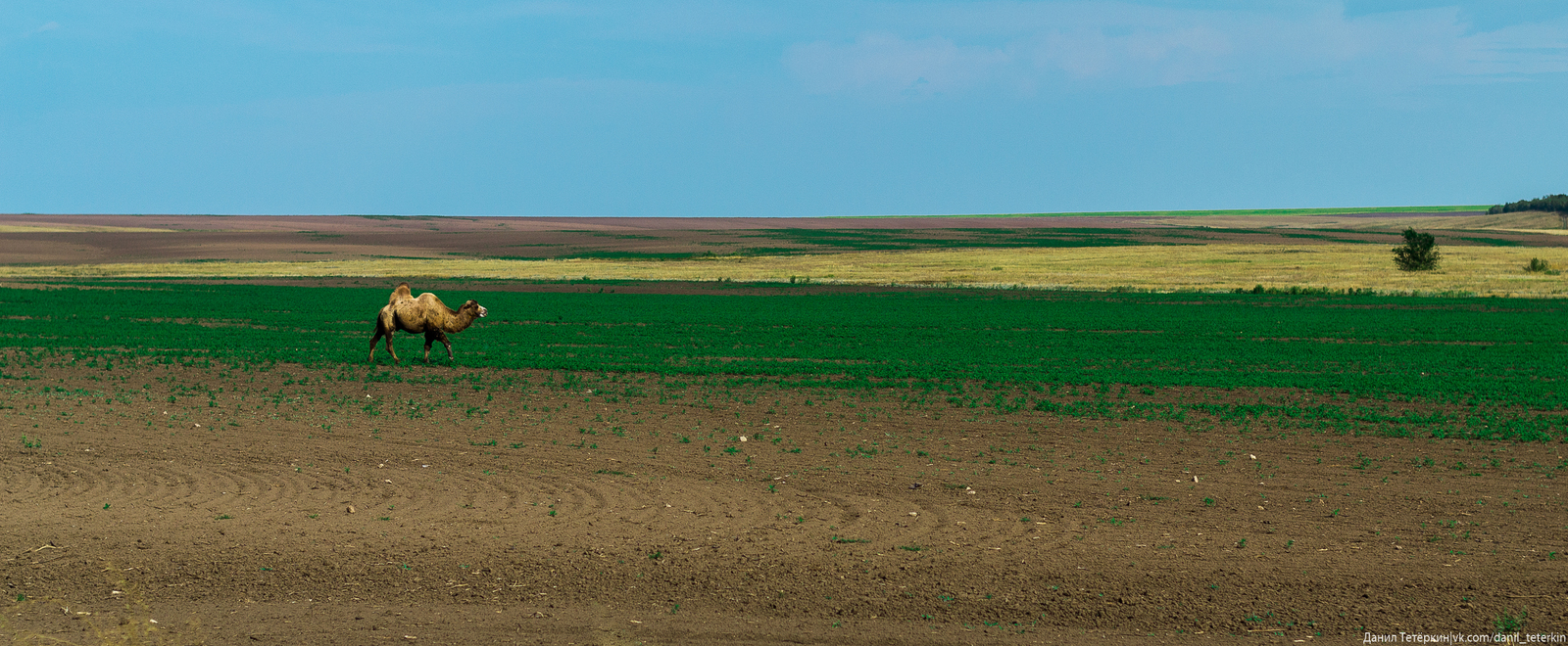 Summer memories - My, Photo, Crimea, Kachkanar, Azov, Summer, A train, Camels, Sunset, Longpost