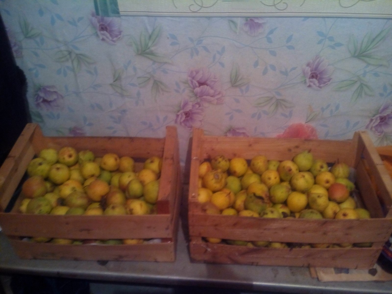 Free Pears in Minsk or natural exchange. - My, I will give, Freebie