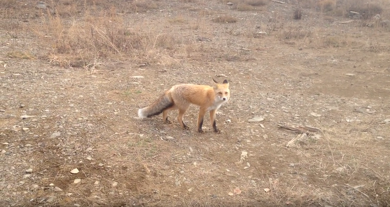 Fox! - My, Fox, Video, Track, Taiga, Autumn, wildlife, Suddenly