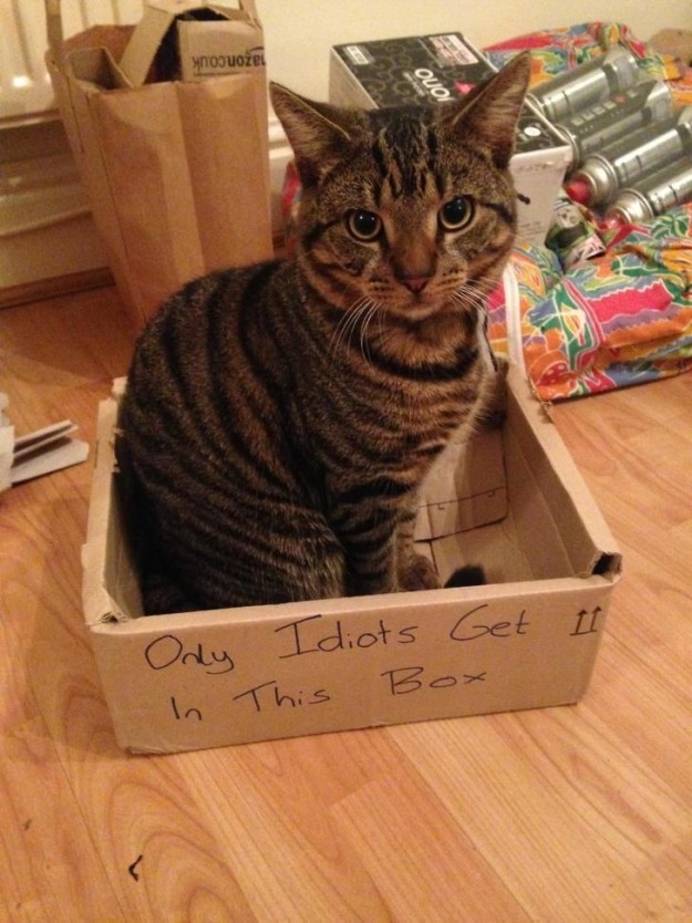 19 Beautiful Furry Idiot Cats - cat, Photo, , Humor, Longpost