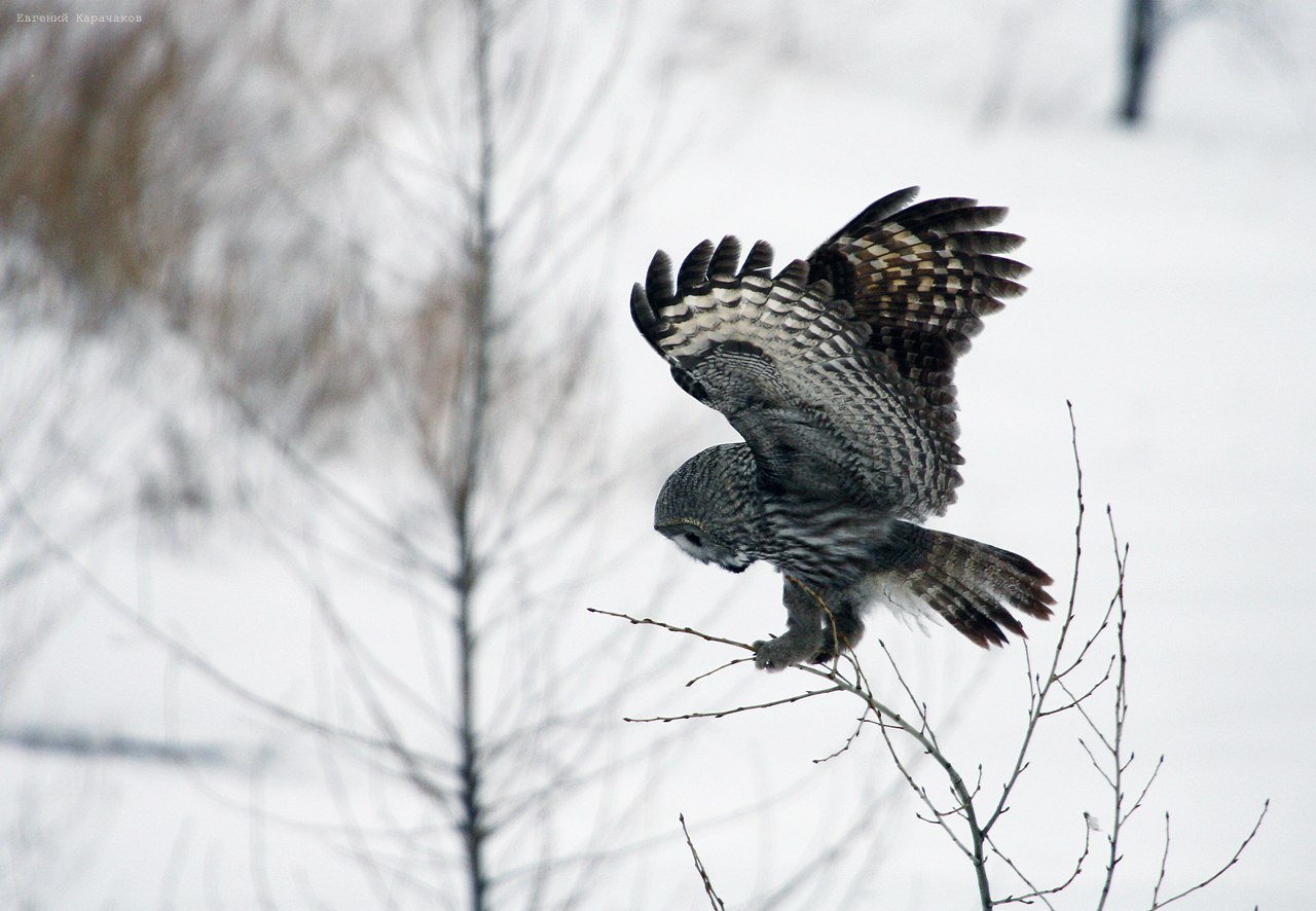 Great Gray Owl, Tomsk Region - Bearded Owl, Tomsk region, From the network